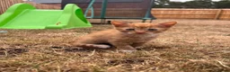 Mixed Breed cats for sale: Kittens Looking for Loving Families - Advert 7
