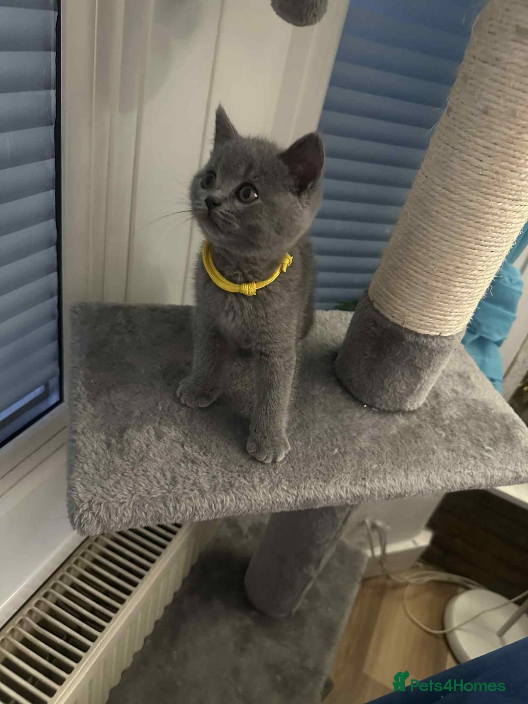 British Shorthair cats for sale: Shorthair Kittens for Sale - Champion Bloodline - Image 10