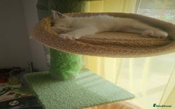 Ragdoll cats for sale: Ragdoll 2 girl🐈 and 3 boy🐈‍⬛. - Image 20