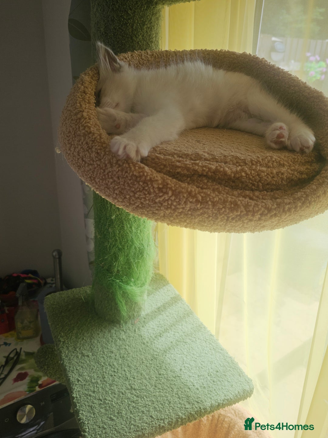 Ragdoll cats for sale: Ragdoll 2 girl🐈 and 3 boy🐈‍⬛. - Image 20