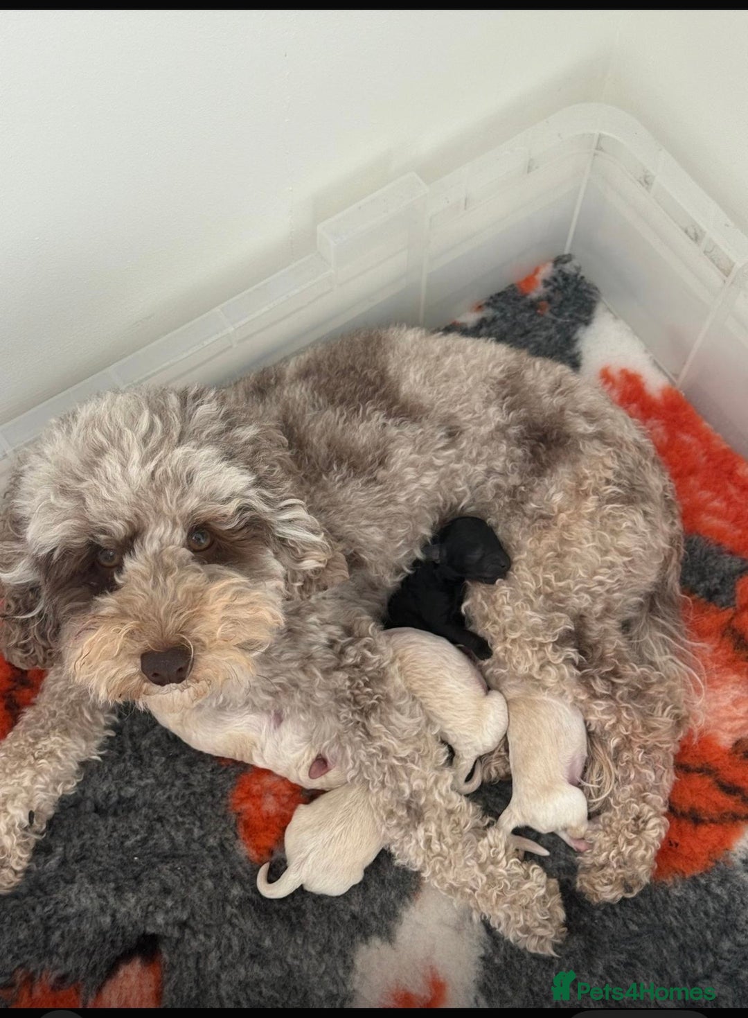 Maltipoo dogs for sale: Maltipoo puppy - Advert 1