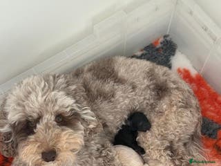 Maltipoo dogs Maltipoo puppy - Advert 18