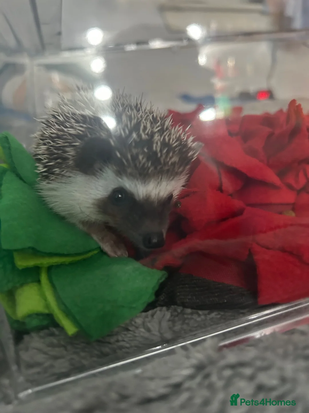 Pygmy Hedgehog rodents for sale: African Pygmy hedgheog + enclosure  - Advert 2