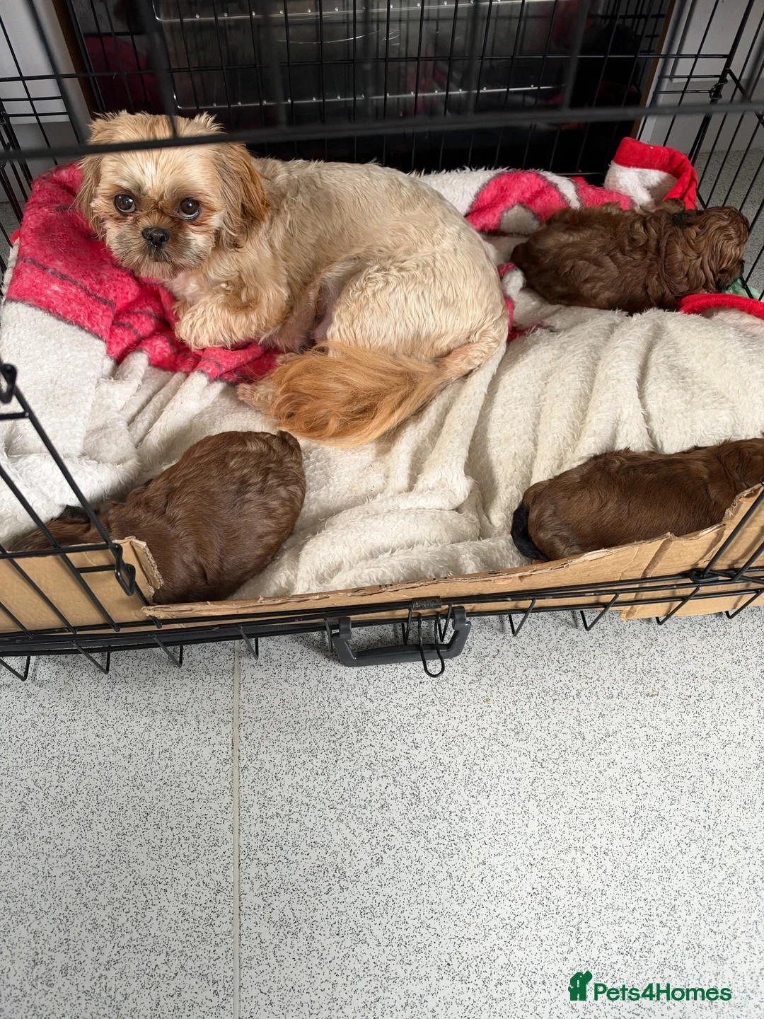 Shihpoo dogs for sale: Shihpoo in Caernarfon - Advert 2