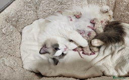 Ragdoll cats for sale: Blue eyes Blue-Bicolor kittens  - Image 12