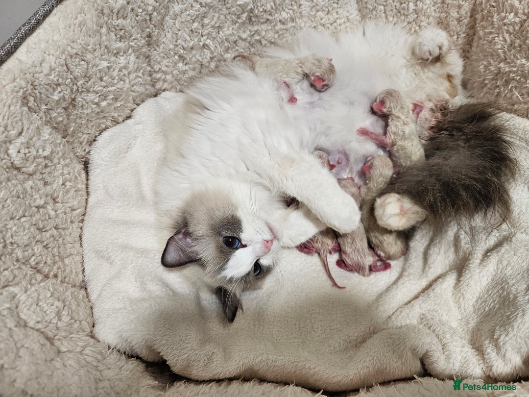 Ragdoll cats for sale: Blue eyes Blue-Bicolor kittens  - Image 12