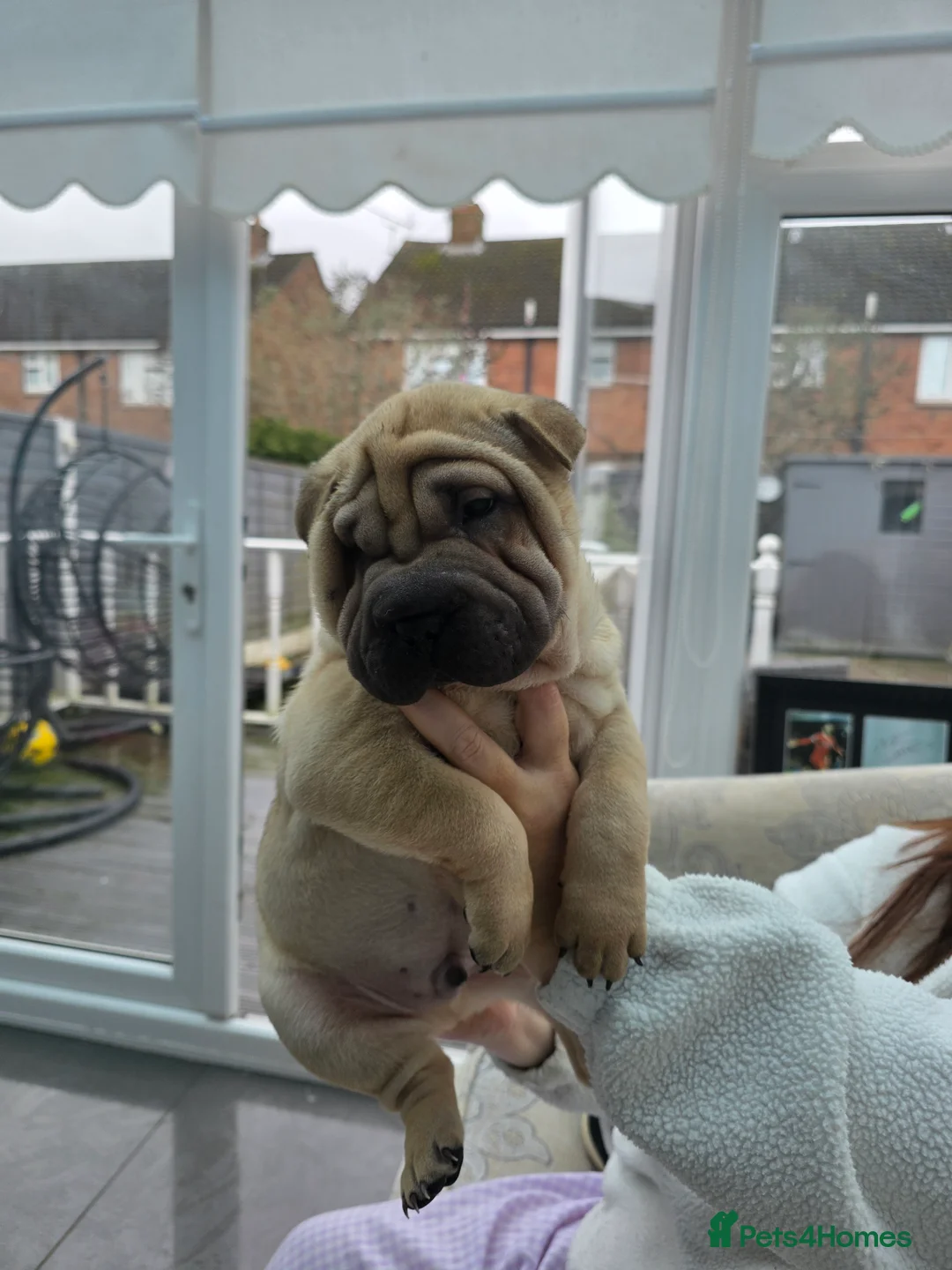 Shar Pei dogs for sale: Shar pei puppies in Walsall - Advert 11