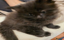 Mixed Breed cats for sale: Beautiful Kittens  - Image 5