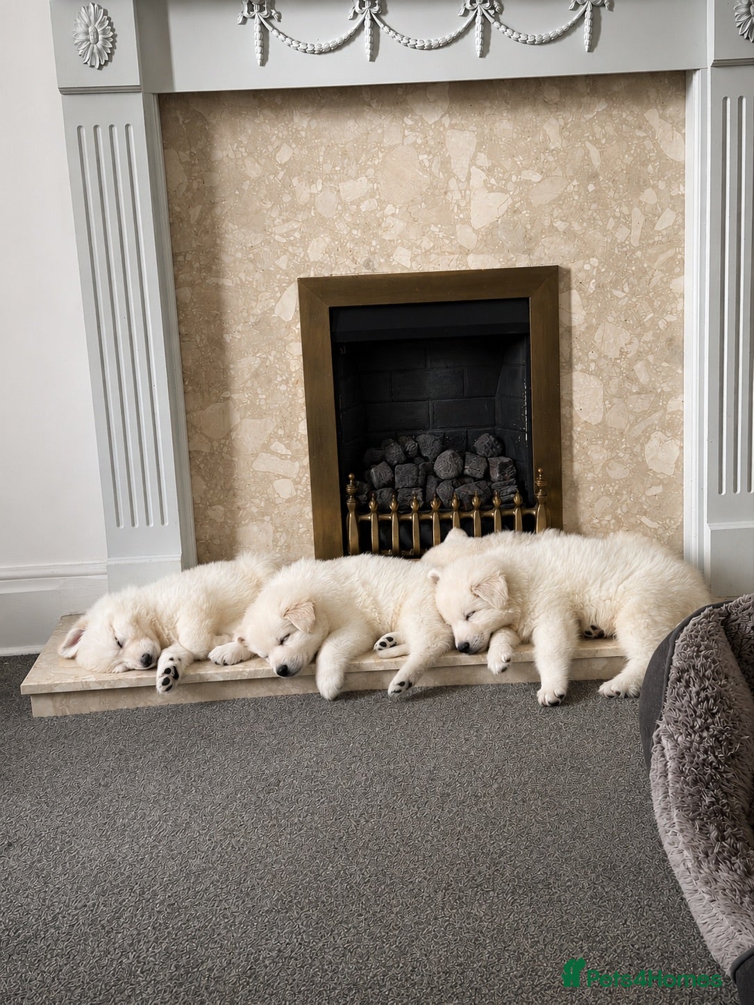 White Swiss Shepherd dogs Swiss white shepherds puppies  - Advert 2