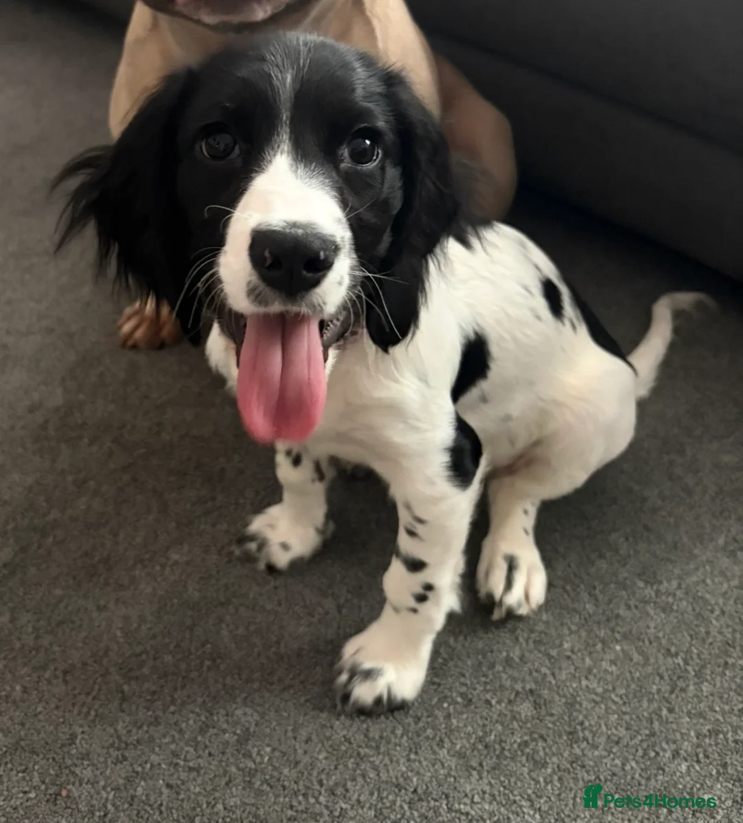 Mixed Breed dogs for sale: 6 month old puppy in Bagillt - Advert 2