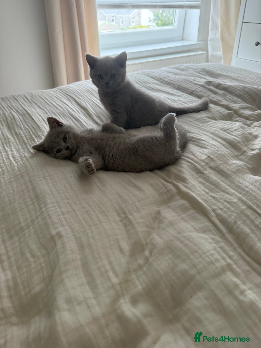 British Shorthair cats for sale: ONE LEFT Chunky Lilac GCCF British Shorthair Male - Image 4