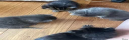Mixed Breed cats for sale: 6 Kittens  in Waterlooville - Advert 12