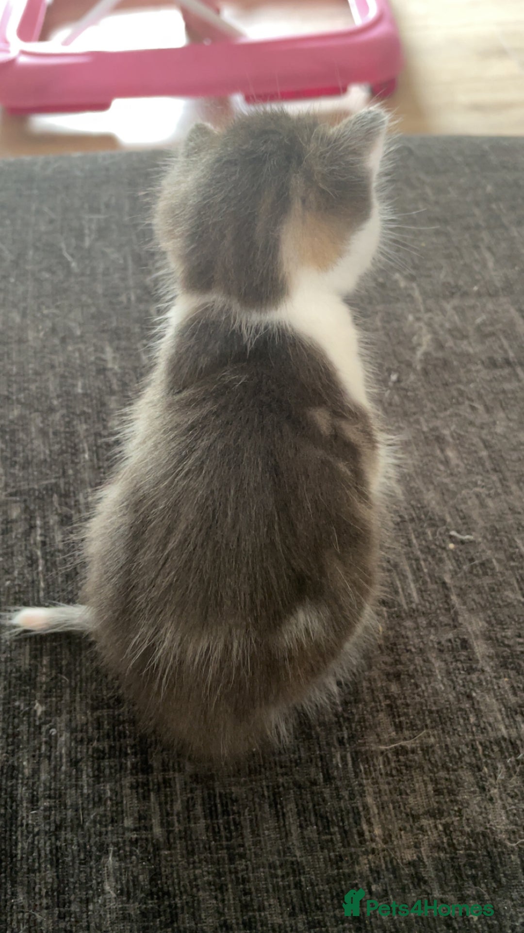 Mixed Breed cats for sale: Silver tabby and white male - Image 4