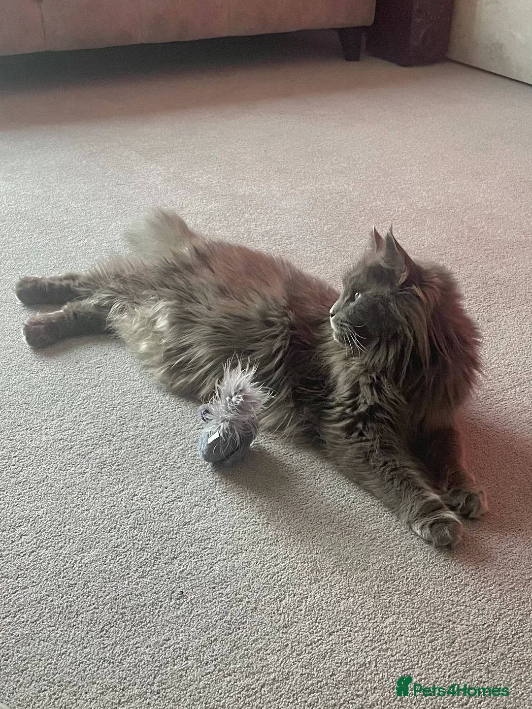 Maine Coon cats for sale: Giant Russian Mainecoons Kittens - Advert 4