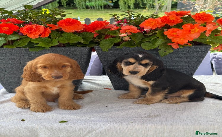 Cocker Spaniel dogs in Market Drayton - Advert 1