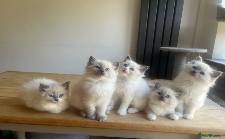 Ragdoll cats 💗💙5 x fluffy ragdoll kittens ready now💙 💗 - Advert 6