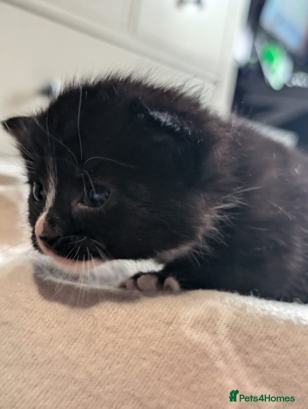 Mixed Breed cats for sale: Beautiful babies  - Image 7