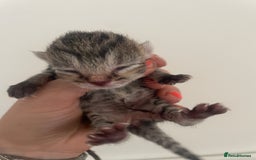British Shorthair cats for sale: Four British shorthair cross Bengal kittens - Image 1