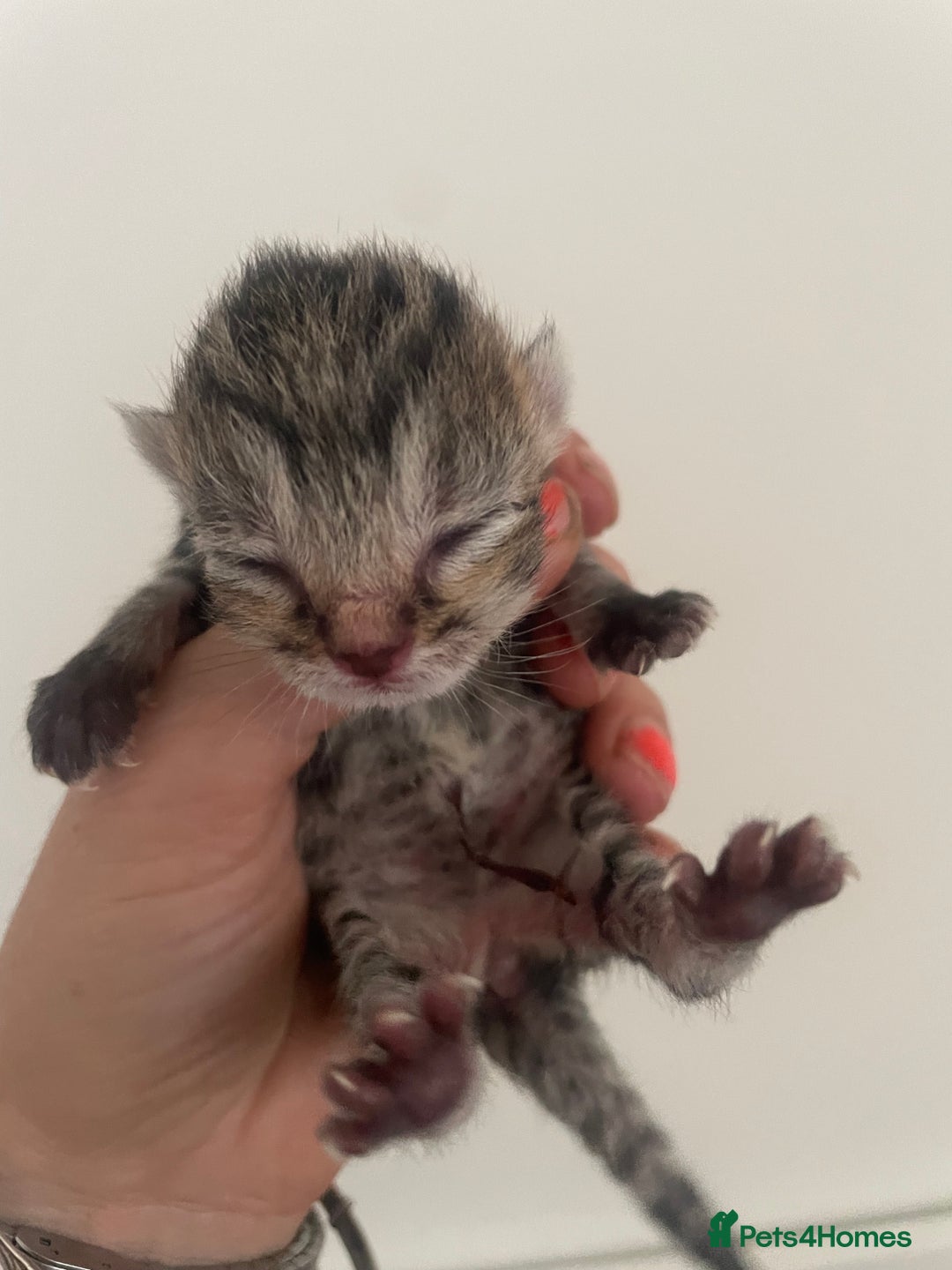 British Shorthair cats for sale: Four British shorthair cross Bengal kittens - Image 1