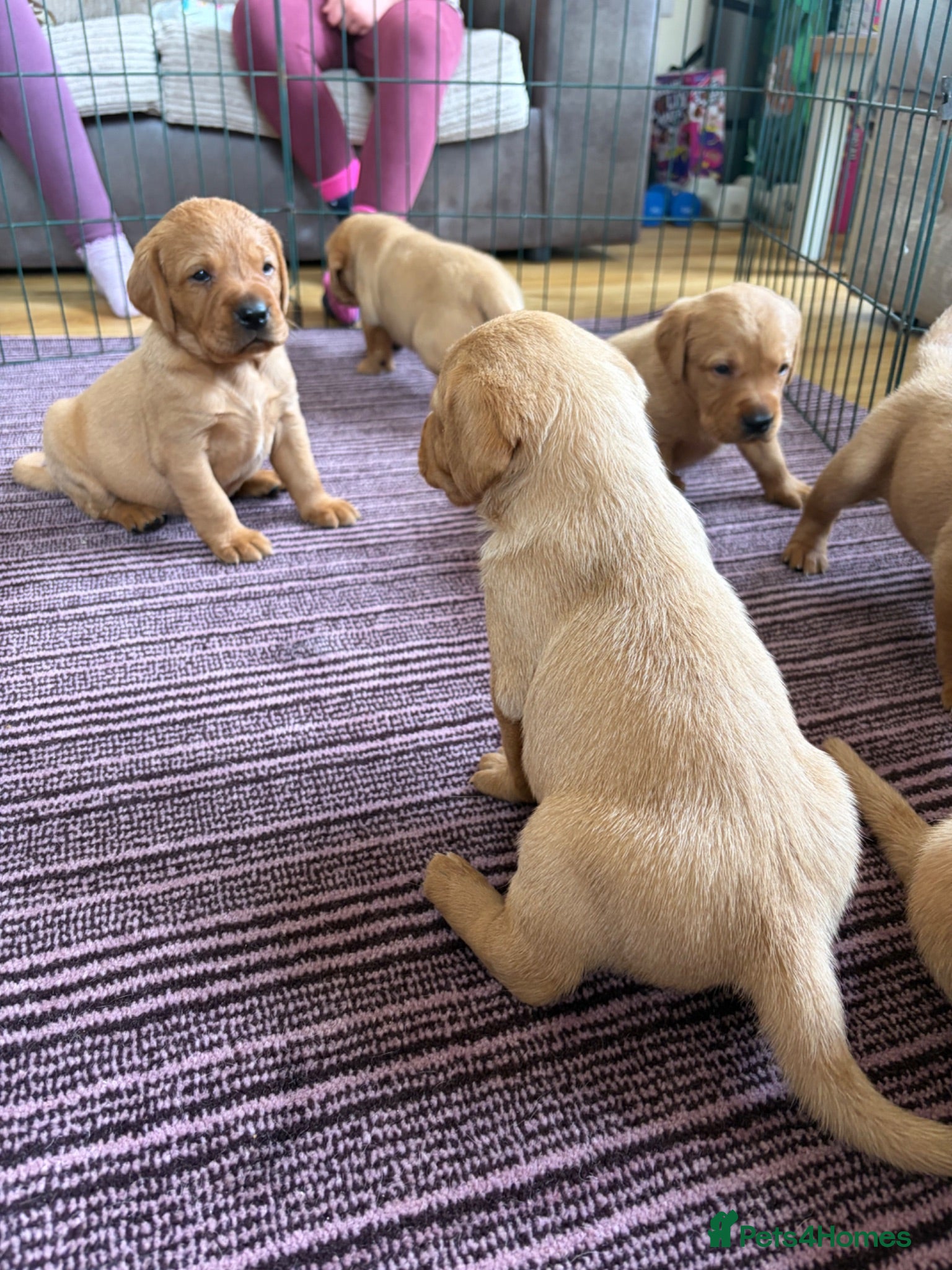 Labrador Retriever dogs Fox red Labrador puppies for sale  - Advert 2