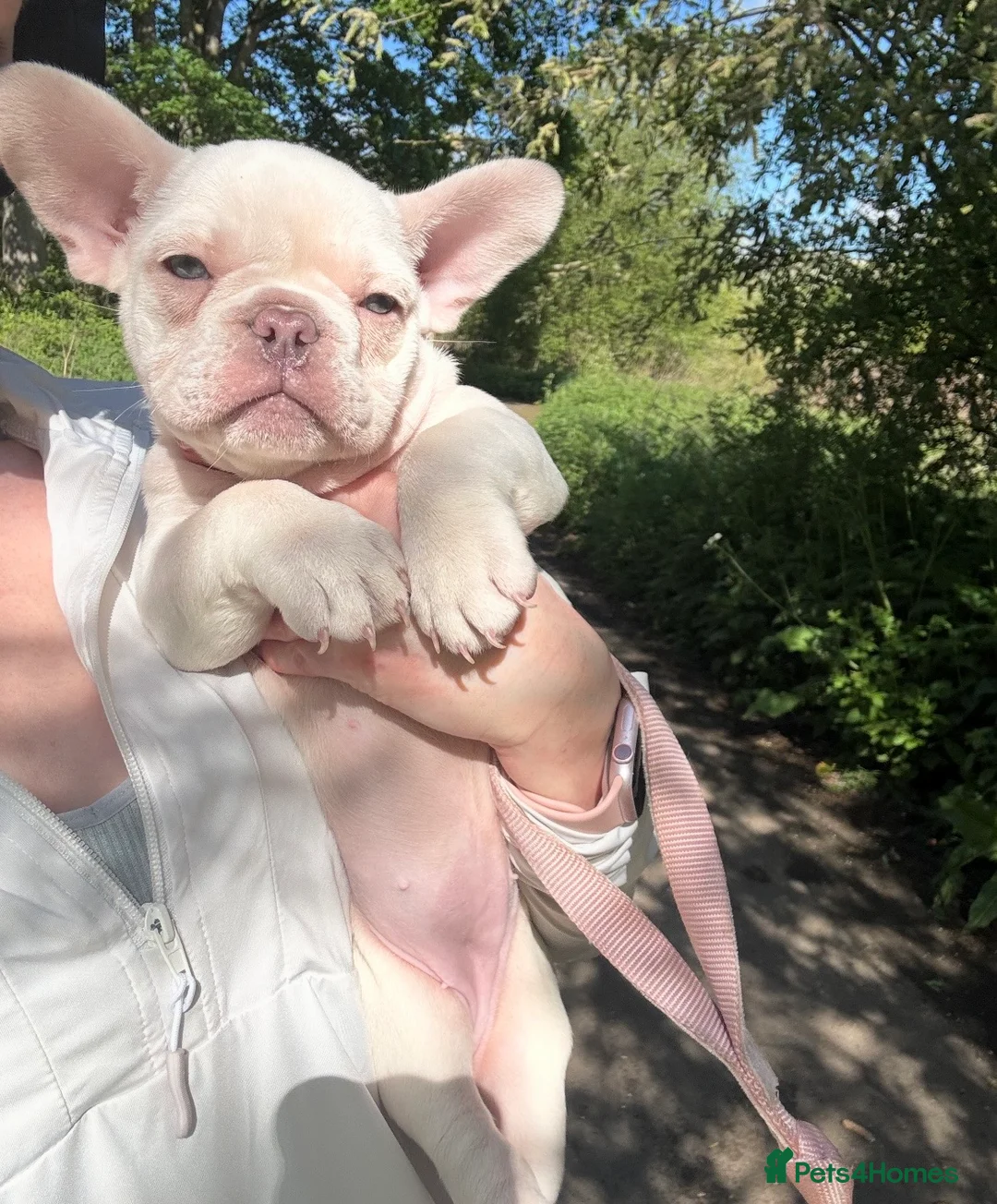 French Bulldog dogs for sale: Last baby girl ready now 🐾🩷 - Advert 2