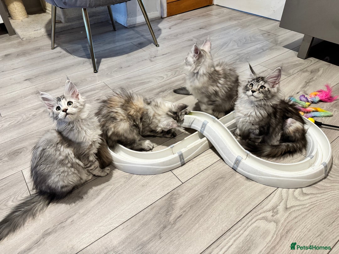 Maine Coon cats for sale: Maine coon polydactyl kittens DNA clear  - Image 23