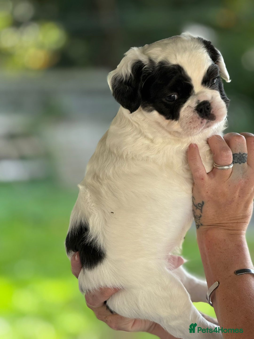 French Bulldog dogs for sale: Fluffy frenchie pups  - Image 13