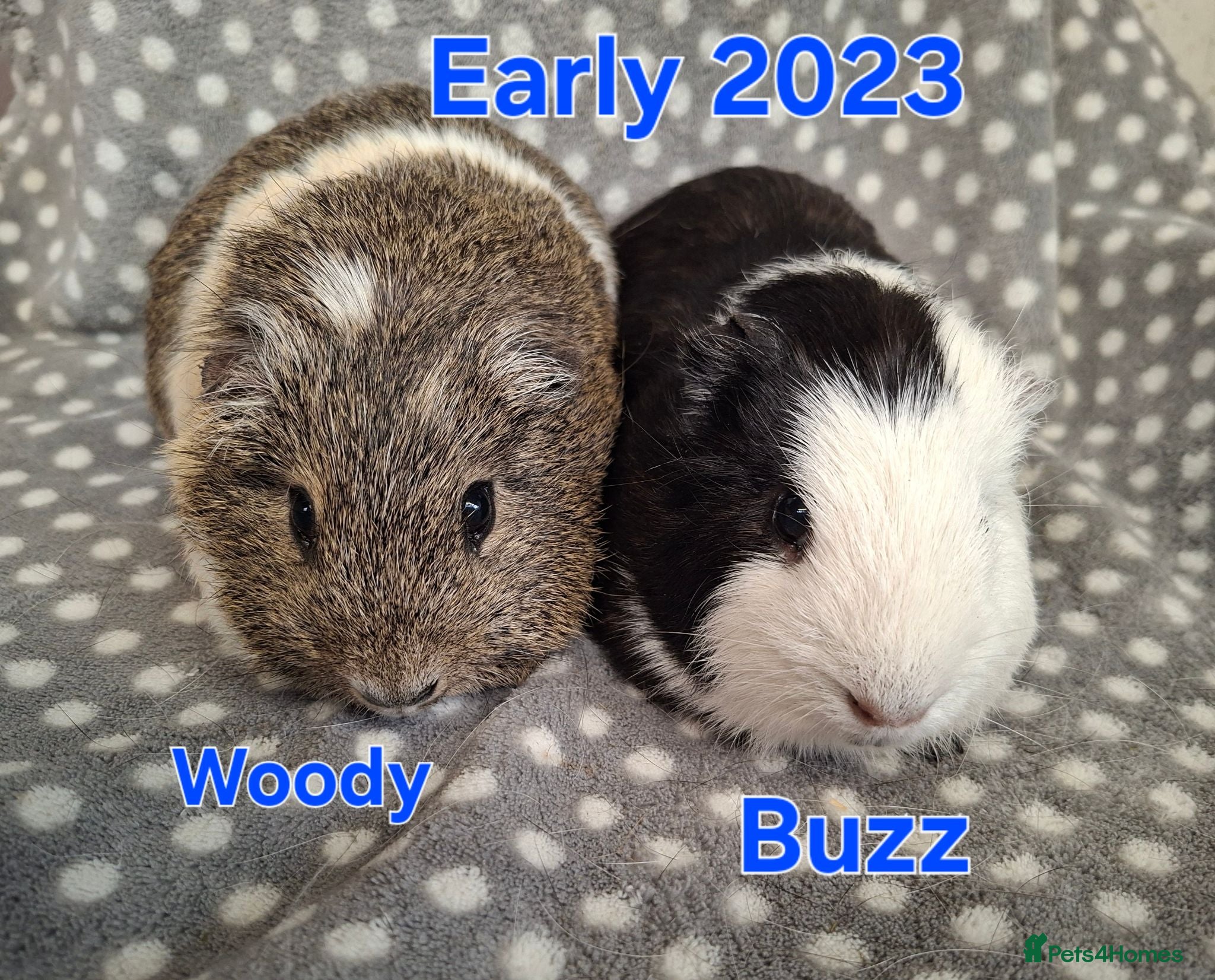 Guinea Pig rodents Guinea pigs looking for forever homes  - Advert 2