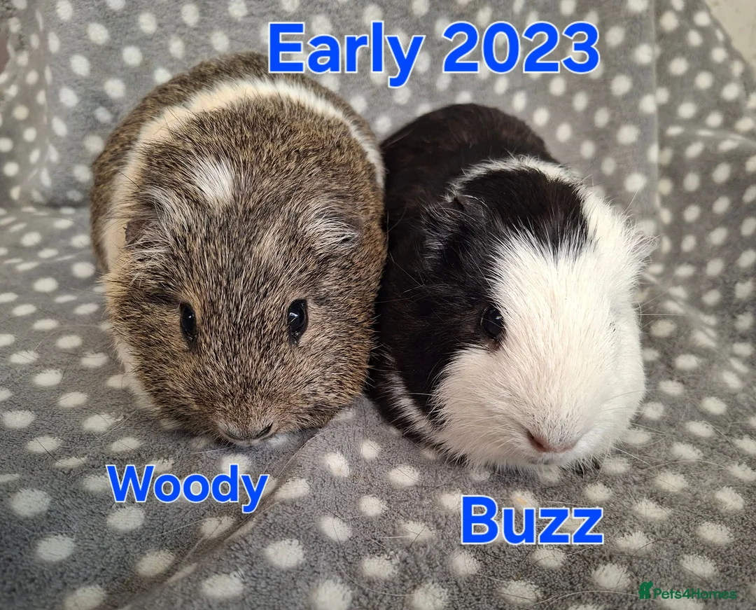 Guinea Pig rodents for sale: Guinea pigs looking for forever homes  - Advert 1