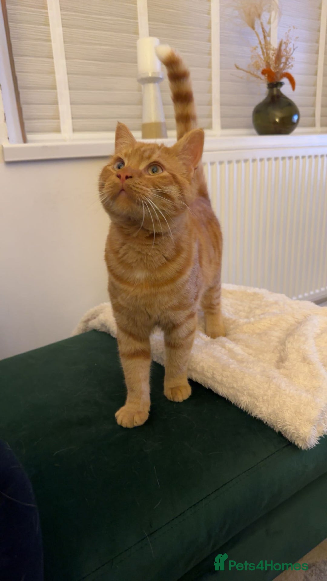 Mixed Breed cats for sale: 1 year old Ginger Male - Image 4