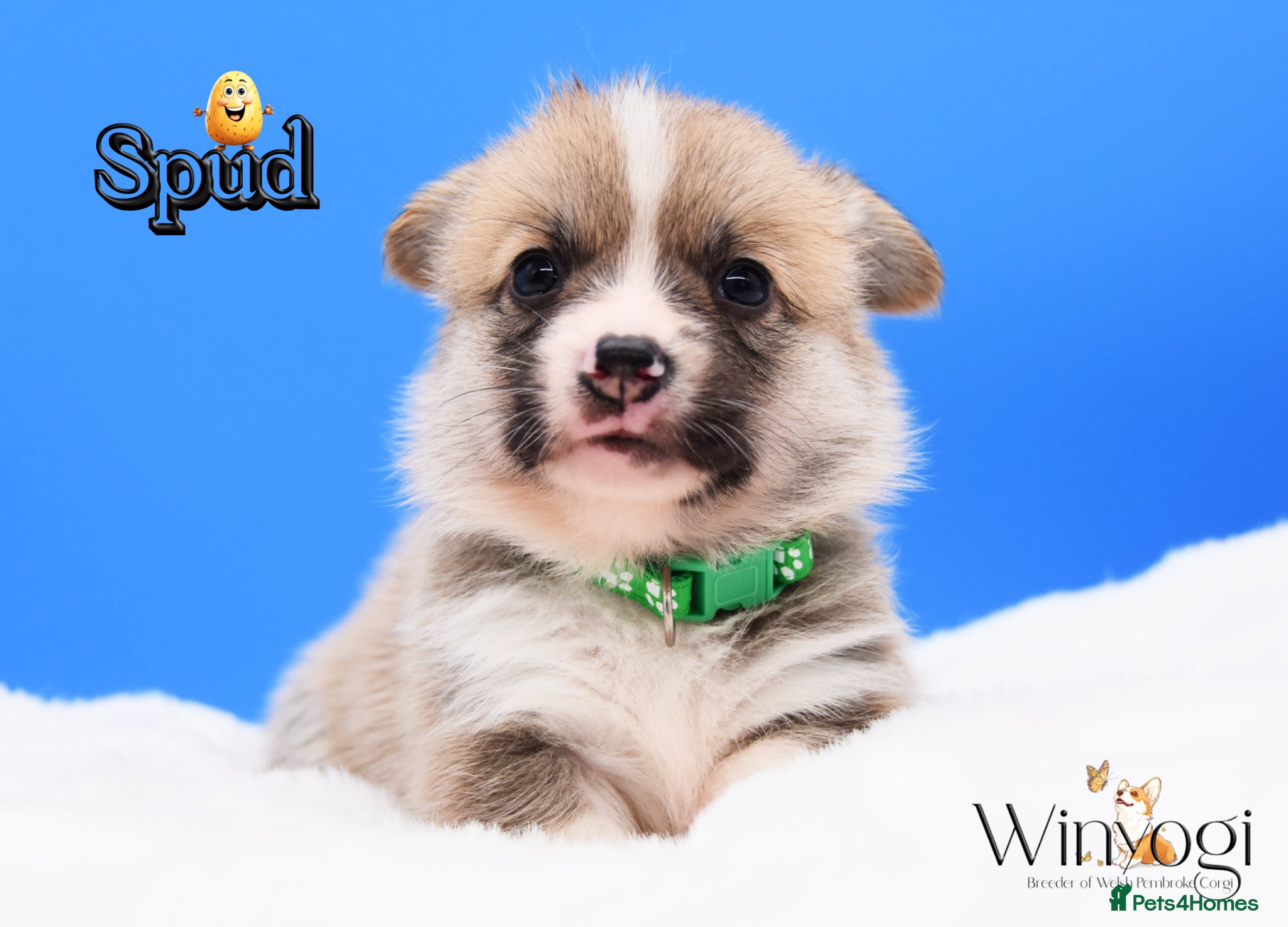 Welsh Corgi Pembroke dogs Absolutely Stunning KC WPC Puppies  - Advert 4