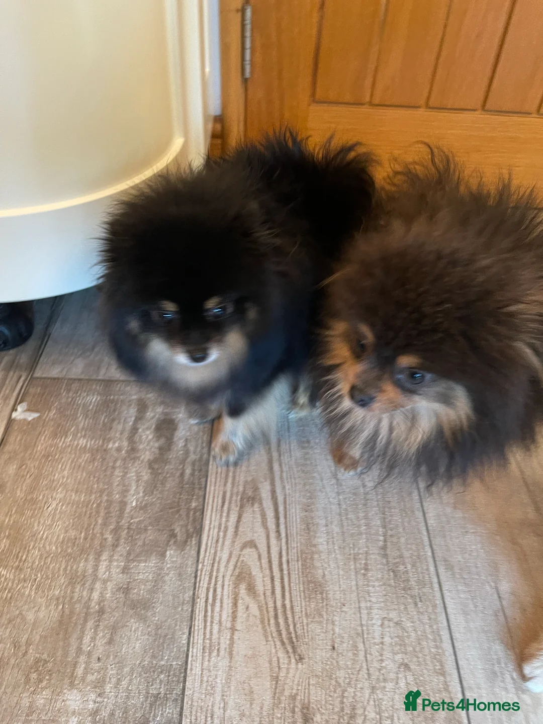 Pomeranian dogs for stud: Biggest Quality Pom StudTeam In uk  in Pontefract - Advert 24