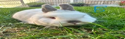 Netherland Dwarf rabbits for sale: Netherland Dwarf Rabbits for sale  - Advert 15