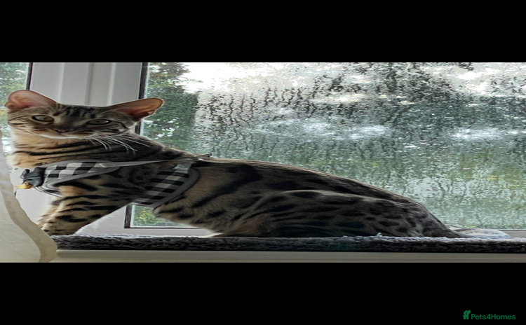 Bengal cats - Advert 2