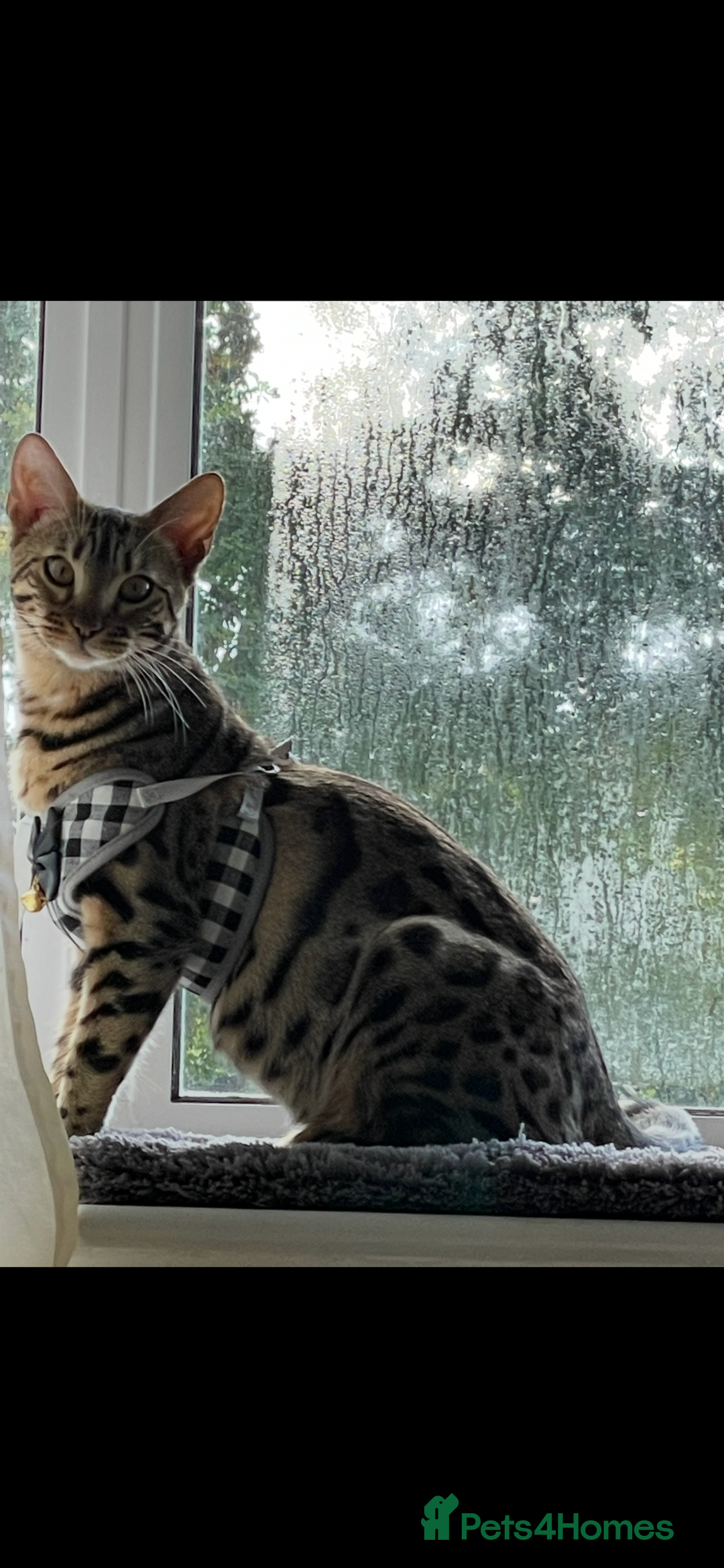 Bengal cats for sale: Bengal  - Image 1
