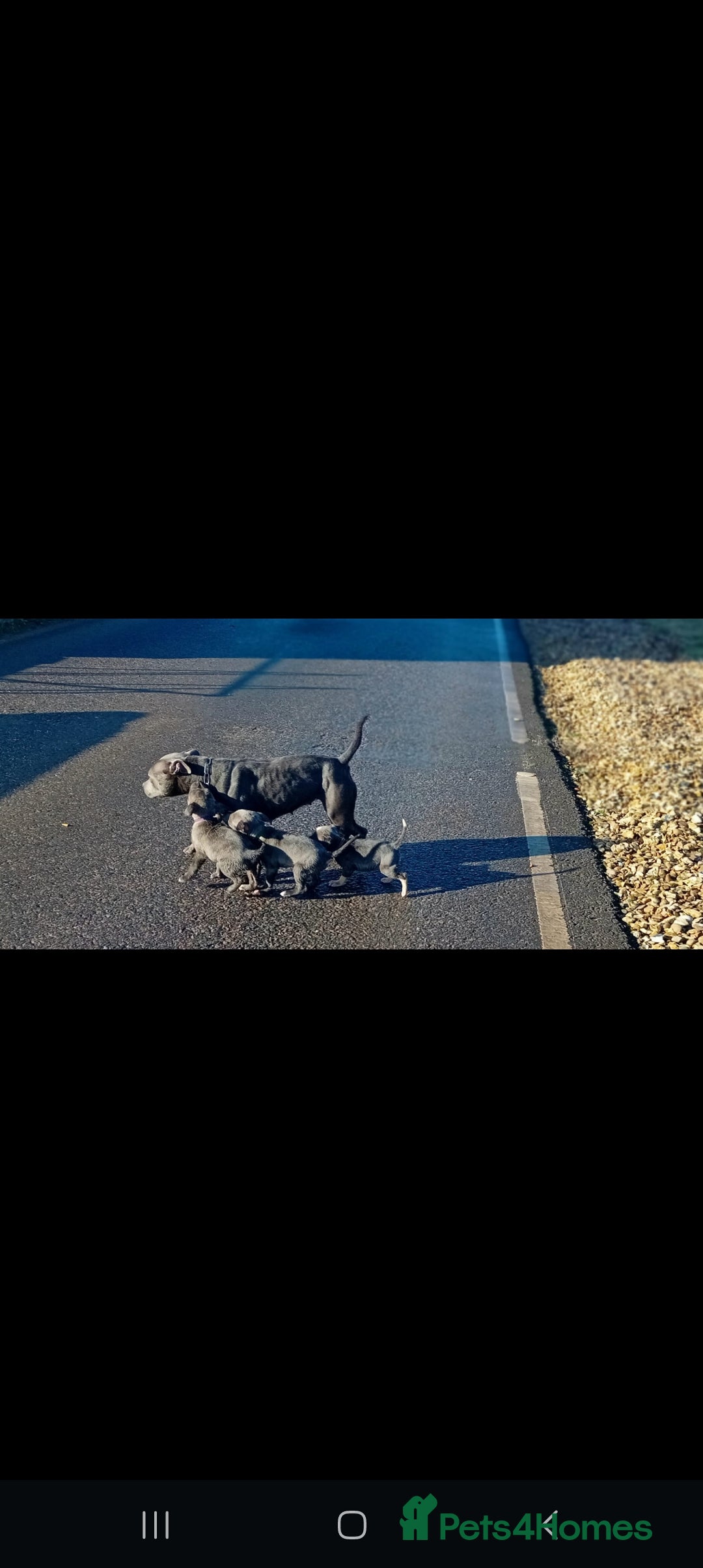 Staffordshire Bull Terrier dogs for sale: CHUNKY blue Staffordshire bull terror puppys - Image 15