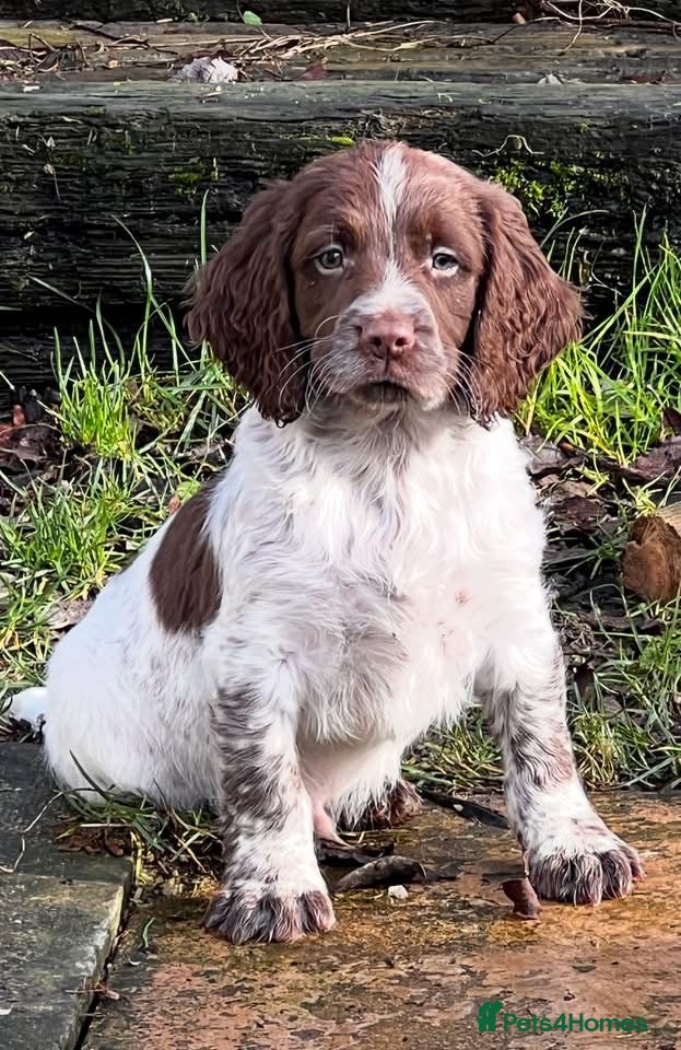 Sprocker dogs Sprocker puppies for sale  - Advert 1