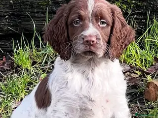 Sprocker dogs Sprocker puppies for sale - Advert 1