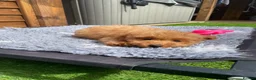 Cockapoo dogs for sale: Tiny Toy F1B Cockapoos. FULLY VAX’D! LAST 2 BOYS!! - Advert 9