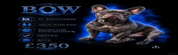 French Bulldog dogs for stud: Bow 🐾🐾 - Advert 2