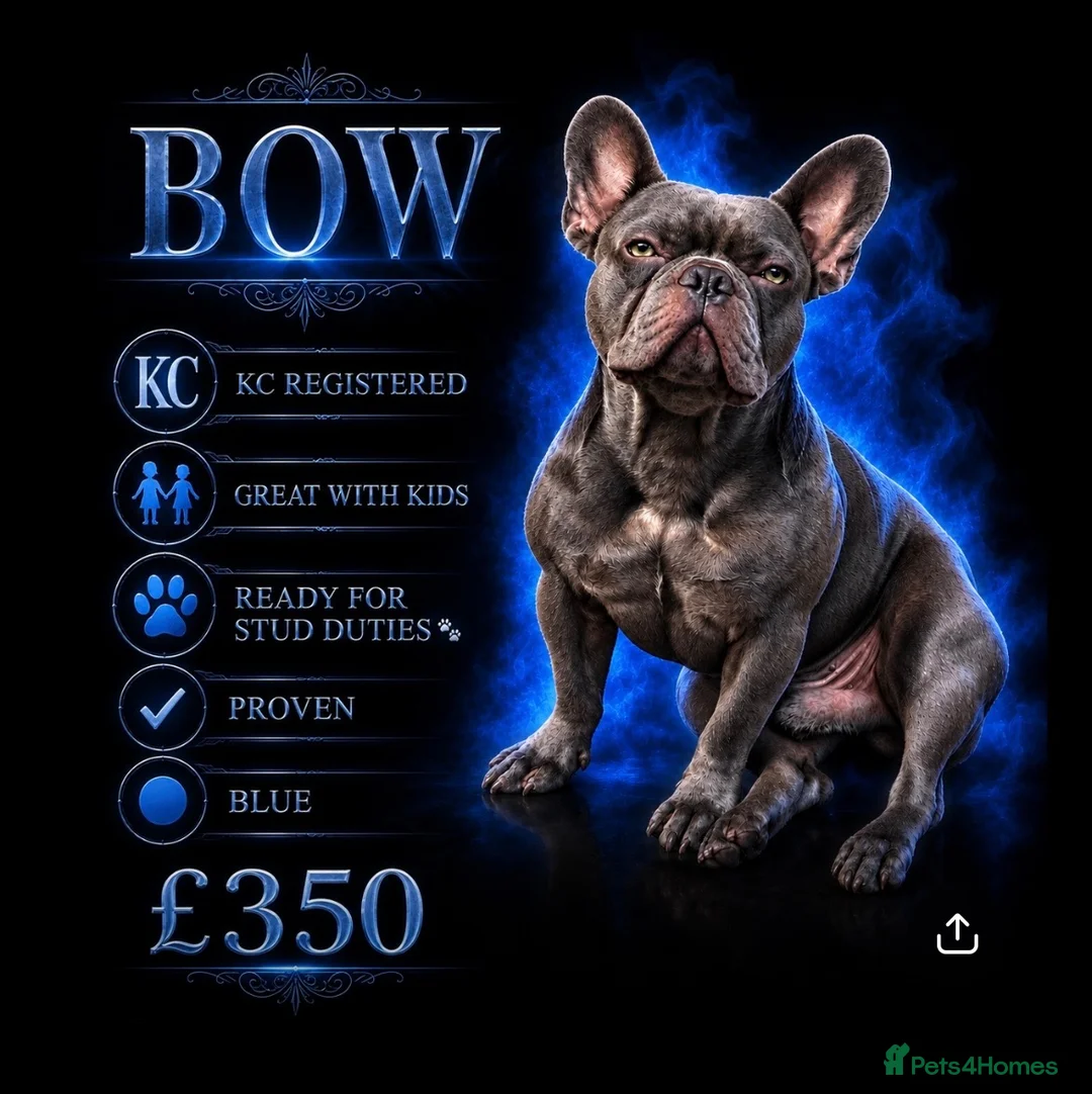 French Bulldog dogs for stud: Bow 🐾🐾 - Advert 2