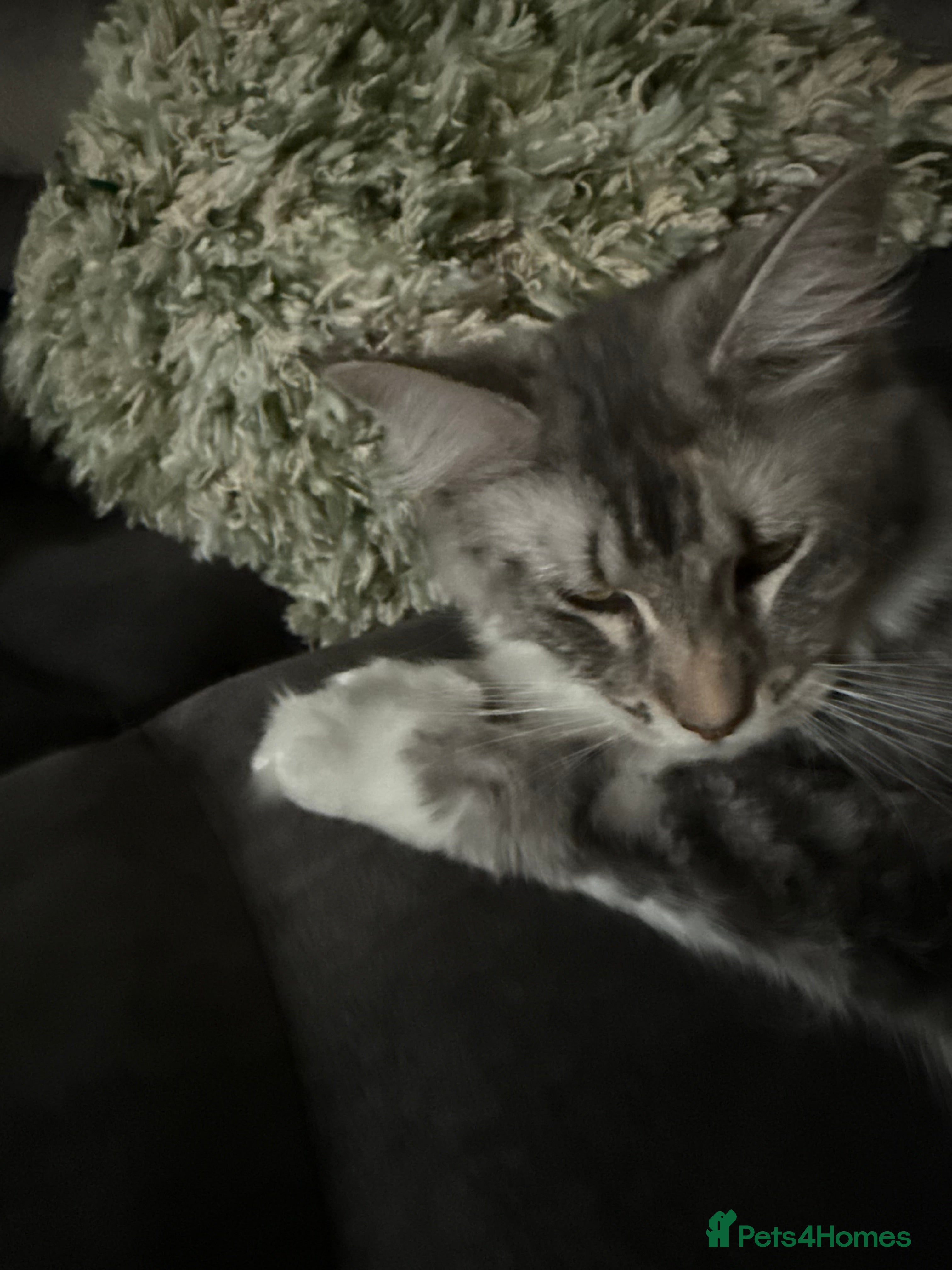 Maine Coon cats Maine coon - Advert 1