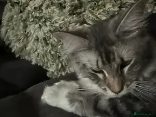 Maine Coon cats Maine coon - Advert 5