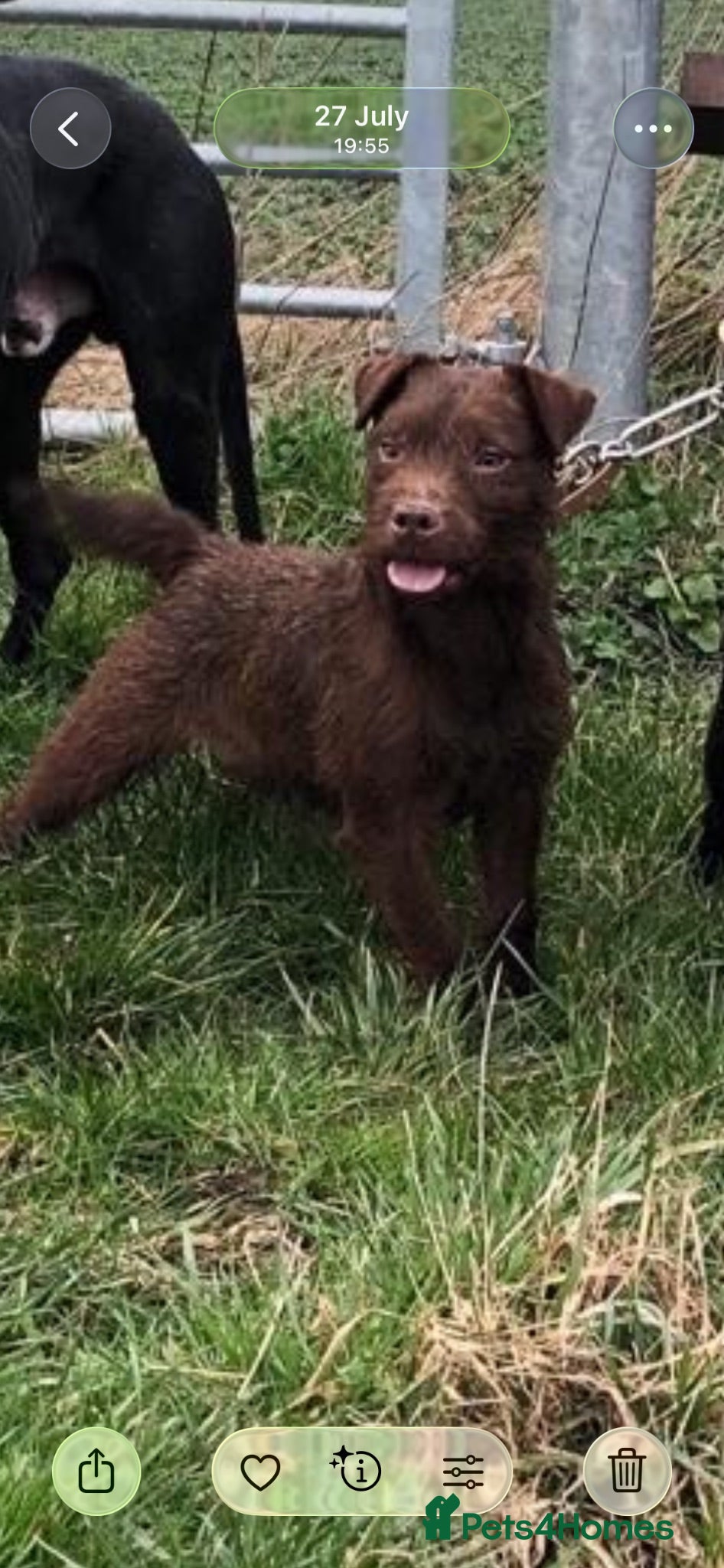 Patterdale Terrier dogs Patterdale puppies - Advert 2