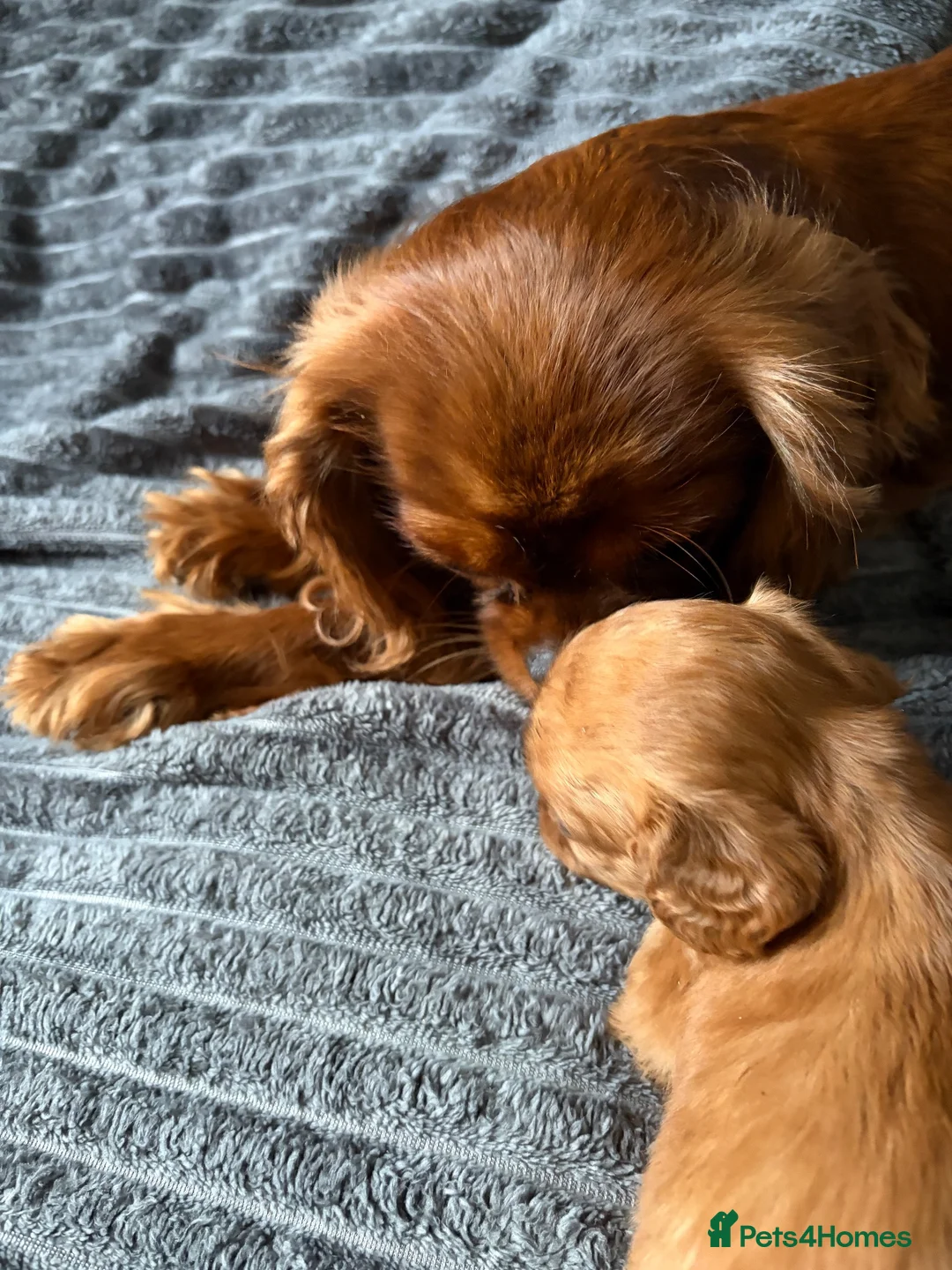 Cavapoo dogs for sale: Toy Cavapoo puppies- available 1 boy and 1 girl. - Advert 20
