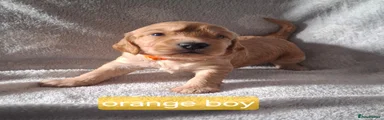 Cockapoo 1