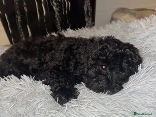 Poochon dogs - Advert 1