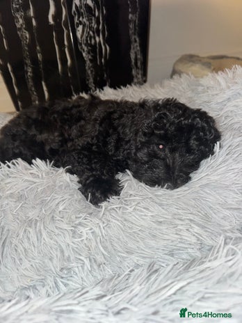 Poochon dogs - Advert 1