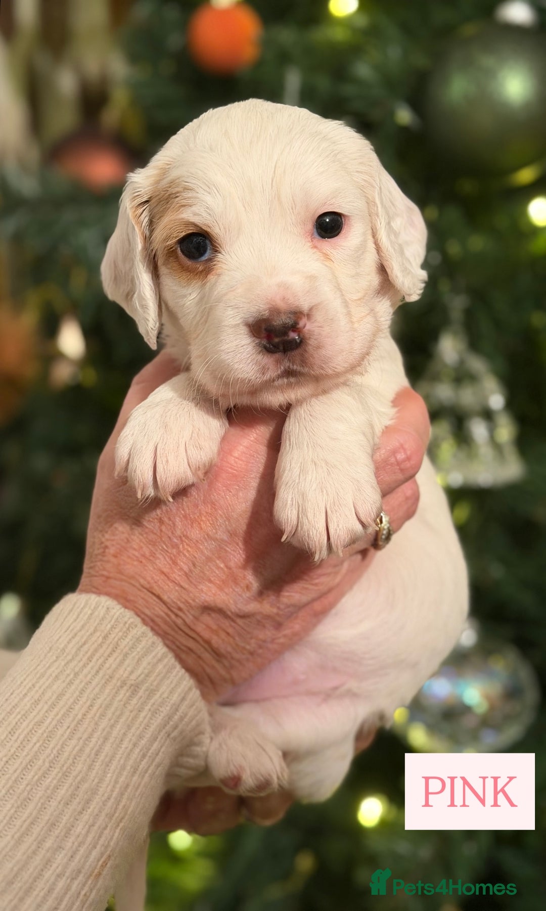 Cocker Spaniel dogs for sale: Cocker Spaniel Puppies - Advert 7