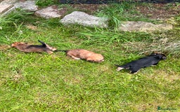 Yochon dogs for sale: Millie’s first litter  - Image 1